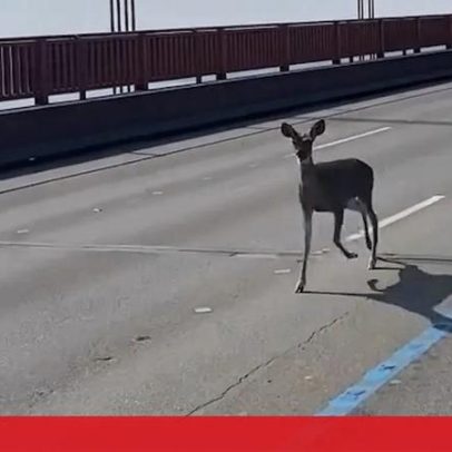 Veado pequeno atravessa a Golden Gate Bridge e trava o trânsito em São Francisco