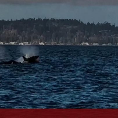 Orcas encantam visitantes junto a Seattle