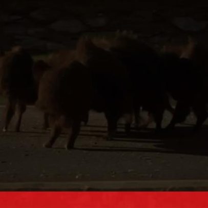 Grupo de javalis avistado na Guarda