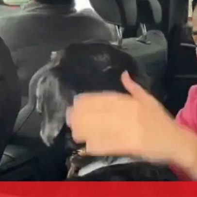 Cão encontrado após colisão entre comboios em Córdoba