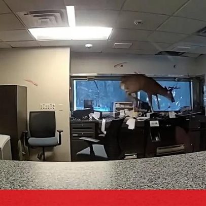 Veado invade banco em Nova Iorque e provoca caos