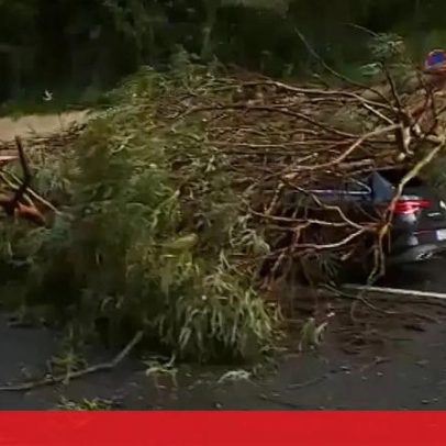 Condutora relata momento em que árvore atingiu carro em São Domingos de Benfica