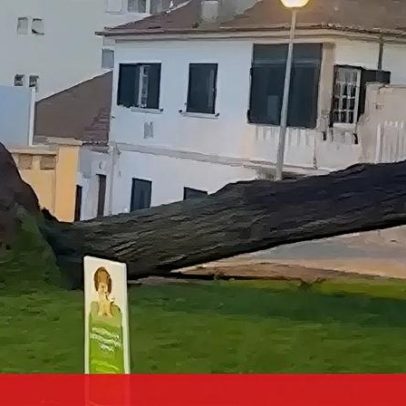 Árvores de grande porte tombadas em Mafra devido ao mau tempo