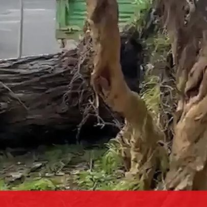 Queda de árvore danifica carros em Alvalade