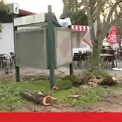 Mau tempo provoca quedas de árvores em Elvas