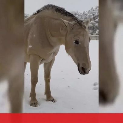 Égua reage à neve esta manhã em Espanha