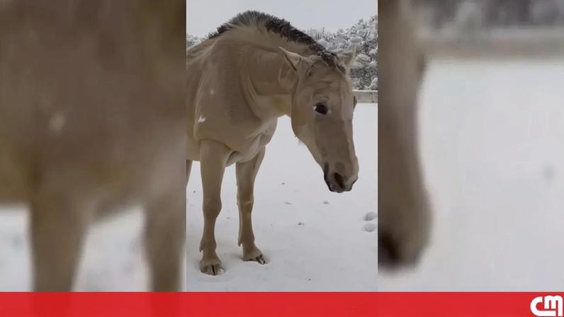 Imagem da égua reagindo à neve