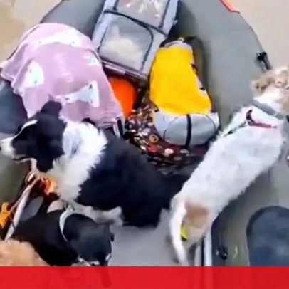 Autoridades resgatam cães e gatos presos pelas cheias em Espanha