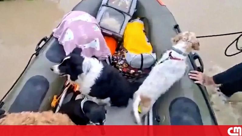 Autoridades resgatam cães e gatos presos pelas cheias em Espanha