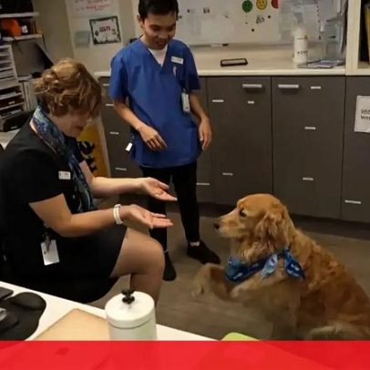 Cão de terapia anima pacientes em unidade de cuidados paliativos na Austrália