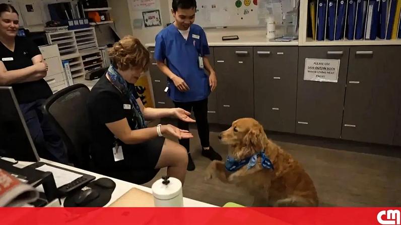 Cão de terapia alegra pacientes em unidade de cuidados paliativos na Austrália