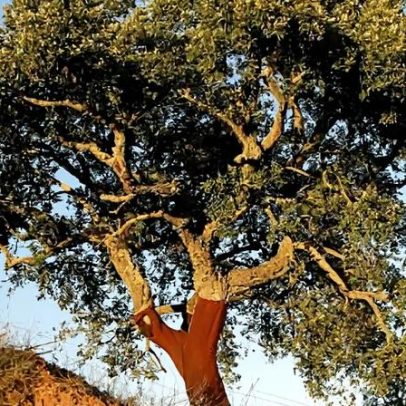 Governo autoriza abate de sobreiros e azinheiras em parque eólico de Penamacor