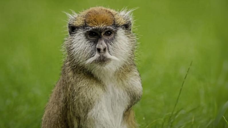 Comportamento homossexual em primatas é ancestral e influenciado por fatores