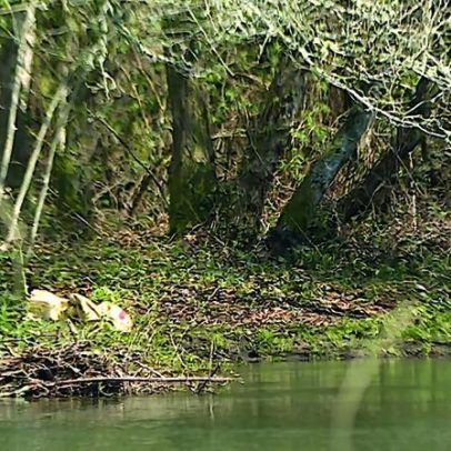 Ponte Românica em Caminha com circulação cortada por aumento do caudal do Coura