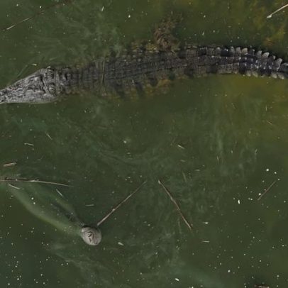 Crocodilos matam duas pessoas e ferem três na província de Gaza, Moçambique