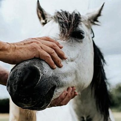 Estudo mostra que cavalos percebem o cheiro do medo em humanos
