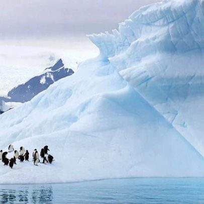 Pinguins da Antártida adiantam reprodução duas semanas por mudanças climáticas