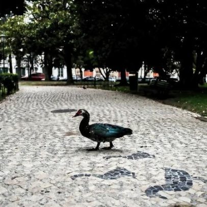 Braga avalia interesse municipal pela calçada portuguesa