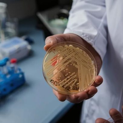 Candida auris: ameaça global à saúde pública requer vigilância