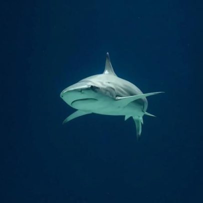 Rapaz de 12 anos gravemente ferido após ataque de tubarão na Austrália