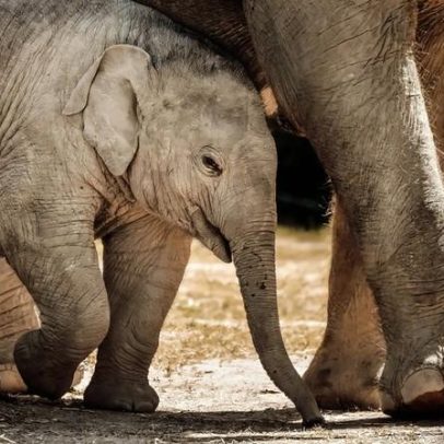 Buscas na Índia por elefante que matou 20 pessoas e causou pânico