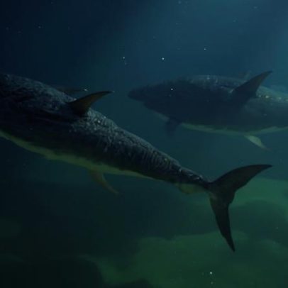 Açores debatem pesca de atum em área protegida, decisão polémica