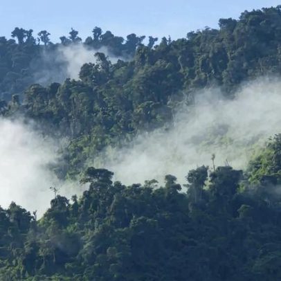 44 espécies declaradas extintas em 2025, segundo relatório