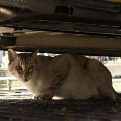 Sapadores de Braga resgataram 1.970 animais feridos ou doentes