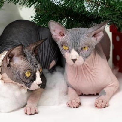 Países Baixos proíbe gatos Sphynx e Scottish Fold a partir de 2026