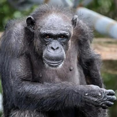 Morre Ai, chimpanzé que contava, identificava cores e pintava