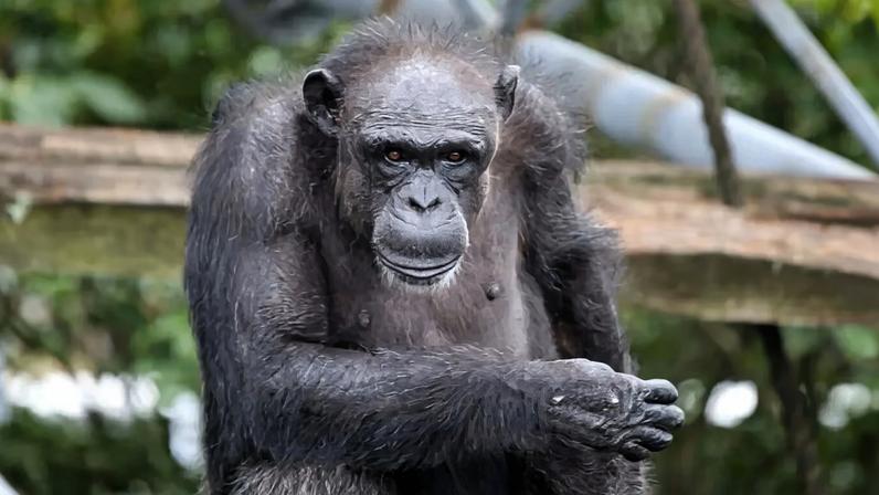 Morre Ai, chimpanzé que contava, identificava cores e pintava