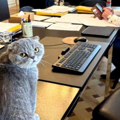 Maximus, o gato do primeiro-ministro belga, estrela da política europeia