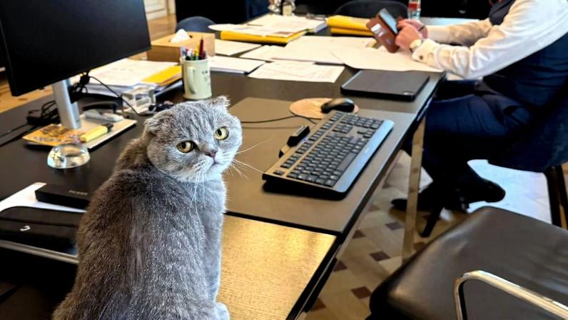 Maximus, o gato do primeiro-ministro belga, estrela da política europeia