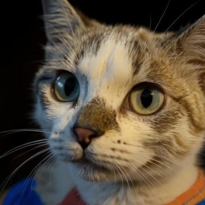 Gata bebé queimada em forno é mantida por uma semana numa garagem de Barcelos