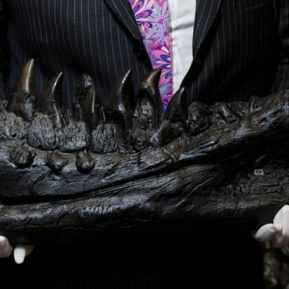Estudo revela que o 'rei dos dinossauros' crescia até aos 40 anos