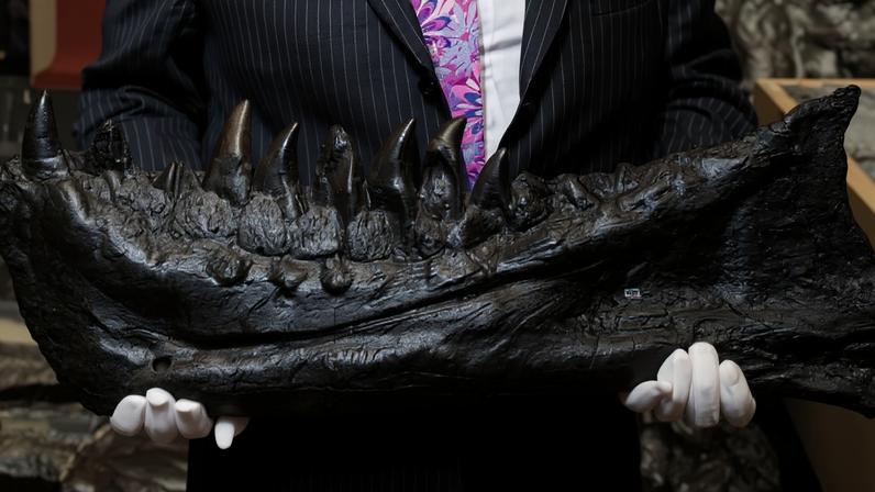 Estudo revela que o 'rei dos dinossauros' crescia até aos 40 anos