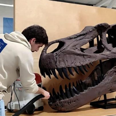 Nova espécie de anfíbio jurássico descoberta em fósseis em Portugal