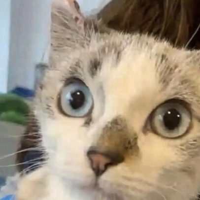 Mulher condenada por não tratar gata que filha colocou no forno em Barcelos