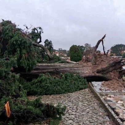 Queda de árvores destrói cemitério em Condeixa, Coimbra