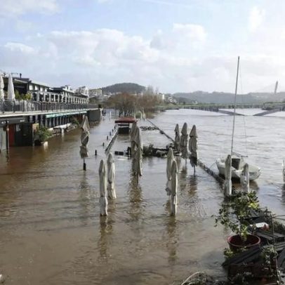 Câmara de Coimbra evacua Canil Municipal por subida do Mondego