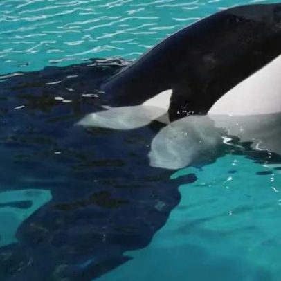 Morre a orca Kshamenk, considerada a mais solitária, após anos em cativeiro