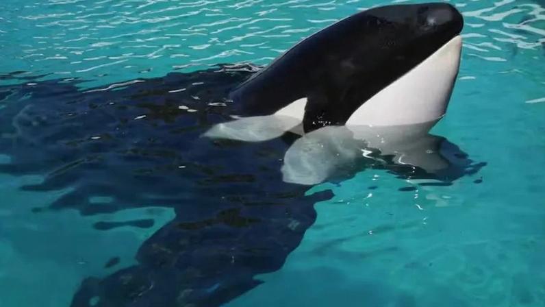 Morreu Kshamenk, a "orca mais solitária do mundo", após mais de 30 anos em cativeiro na Argentina