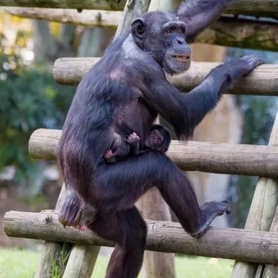 Zoológico de Lisboa recebe chimpanzé bebé em boas condições