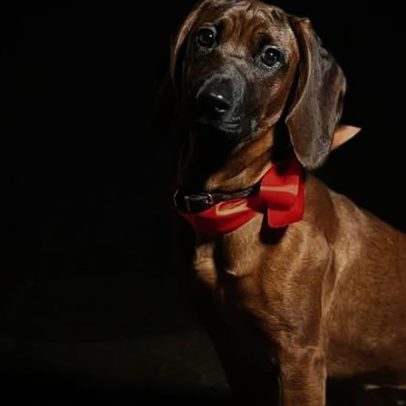 Família real sueca apresenta a nova mascote Bonnie, a patuda de sangue azul