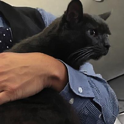 Gato solto anima voo da Southwest e conquista as redes