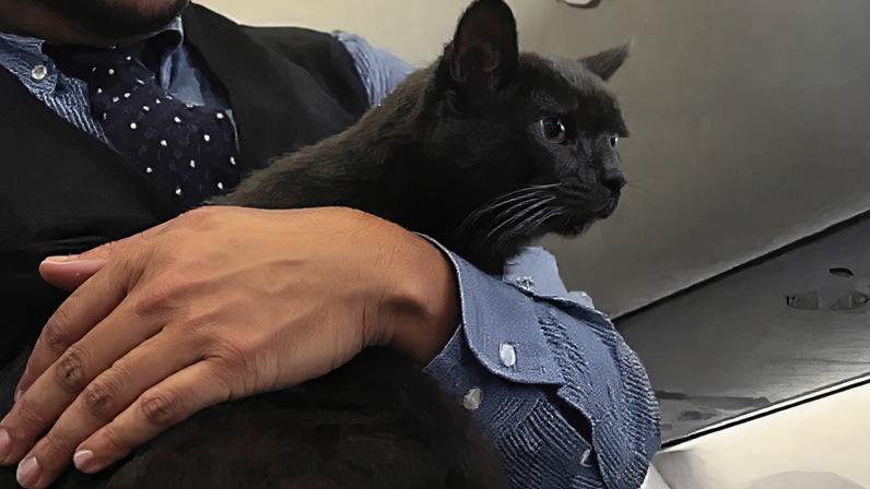 De passageiro a estrela das redes sociais! Gato "à solta" anima voo da Southwest