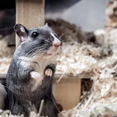 Dicas para combater a obesidade em hamsters e porquinhos-da-índia
