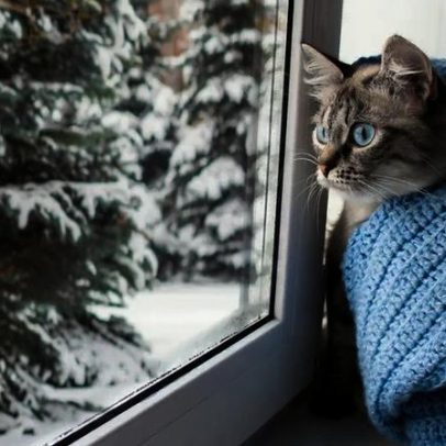 O frio aumenta riscos respiratórios em animais de estimação mais vulneráveis