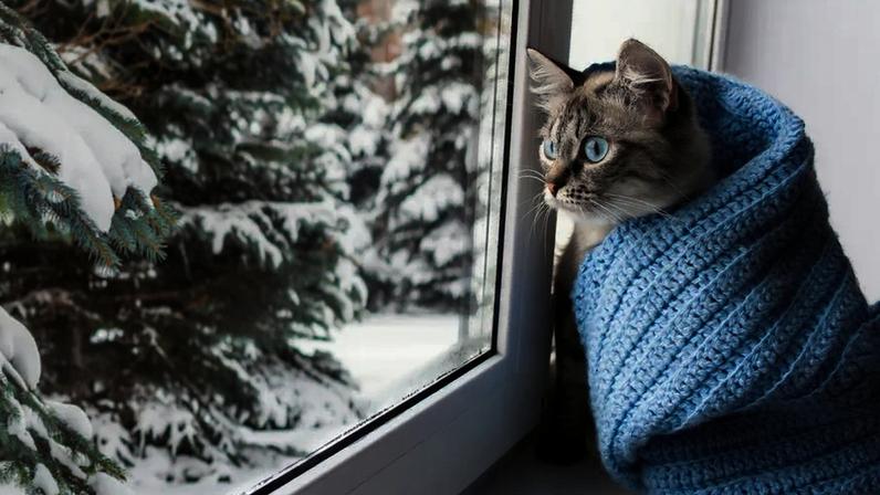 O frio está ligado a problemas respiratórios? Saiba quais os animais de estimação mais vulneráveis