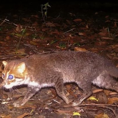 Felino considerado extinto reaparece na Tailândia após 30 anos